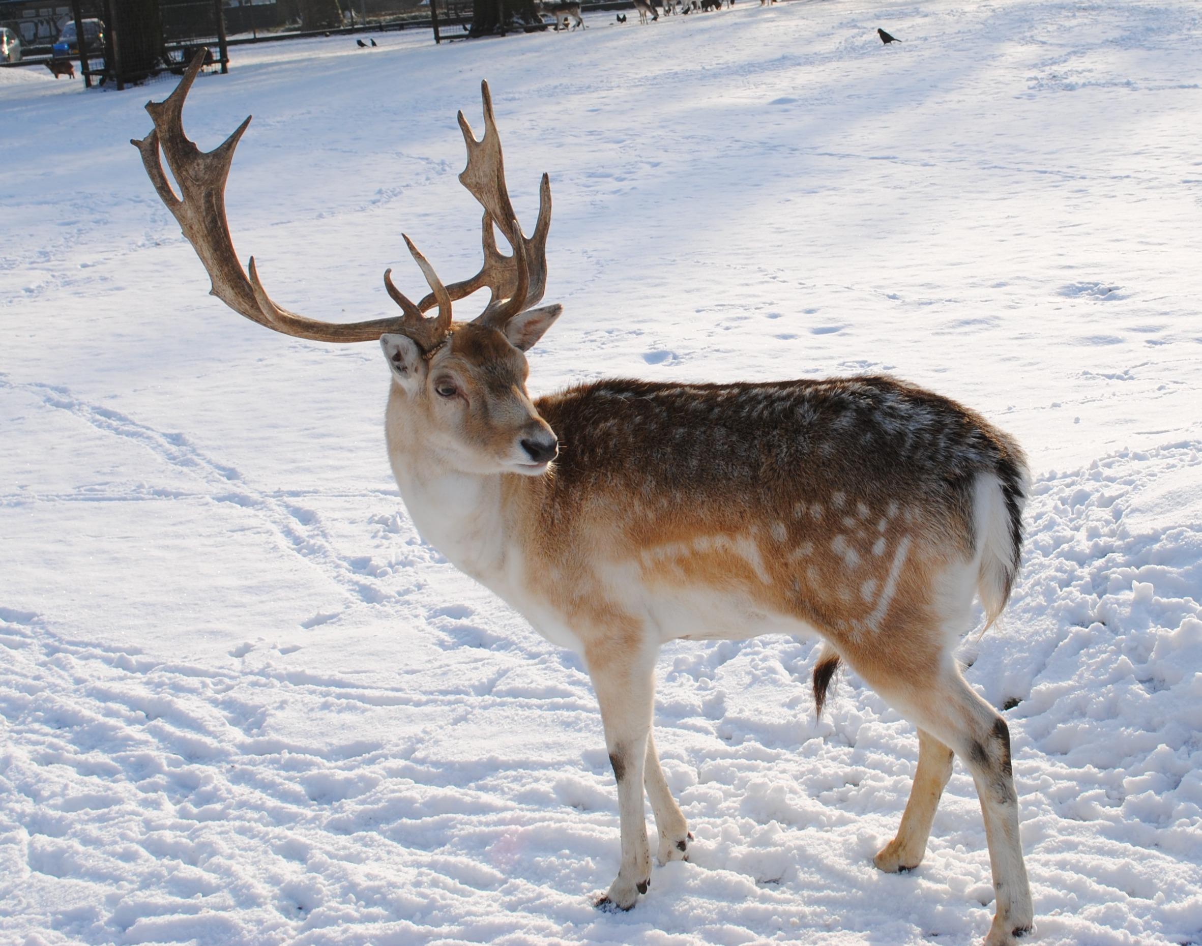 Download Reindeer Photos Gif