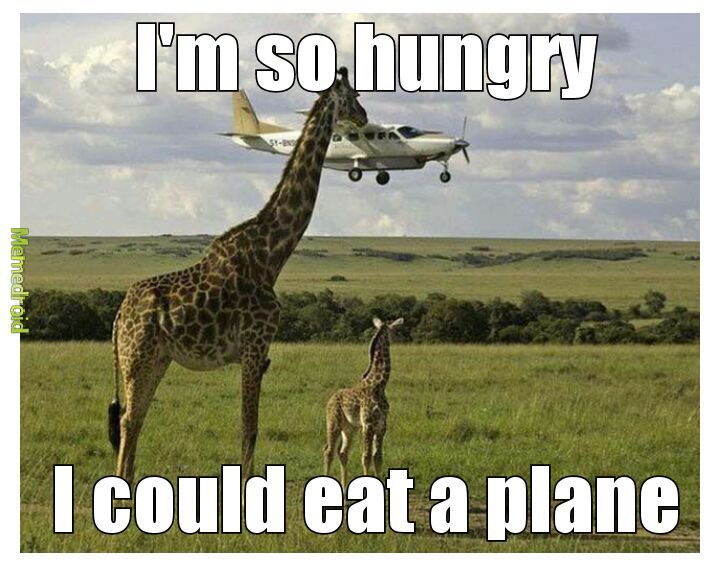 Penguin cam presented by alaska airlines. Said The Giraffe Meme By Phantomaniac Memedroid