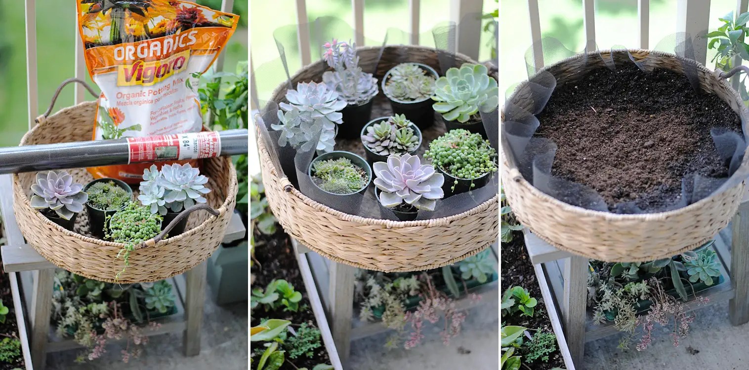 Succulents on a basket Know How She Does It