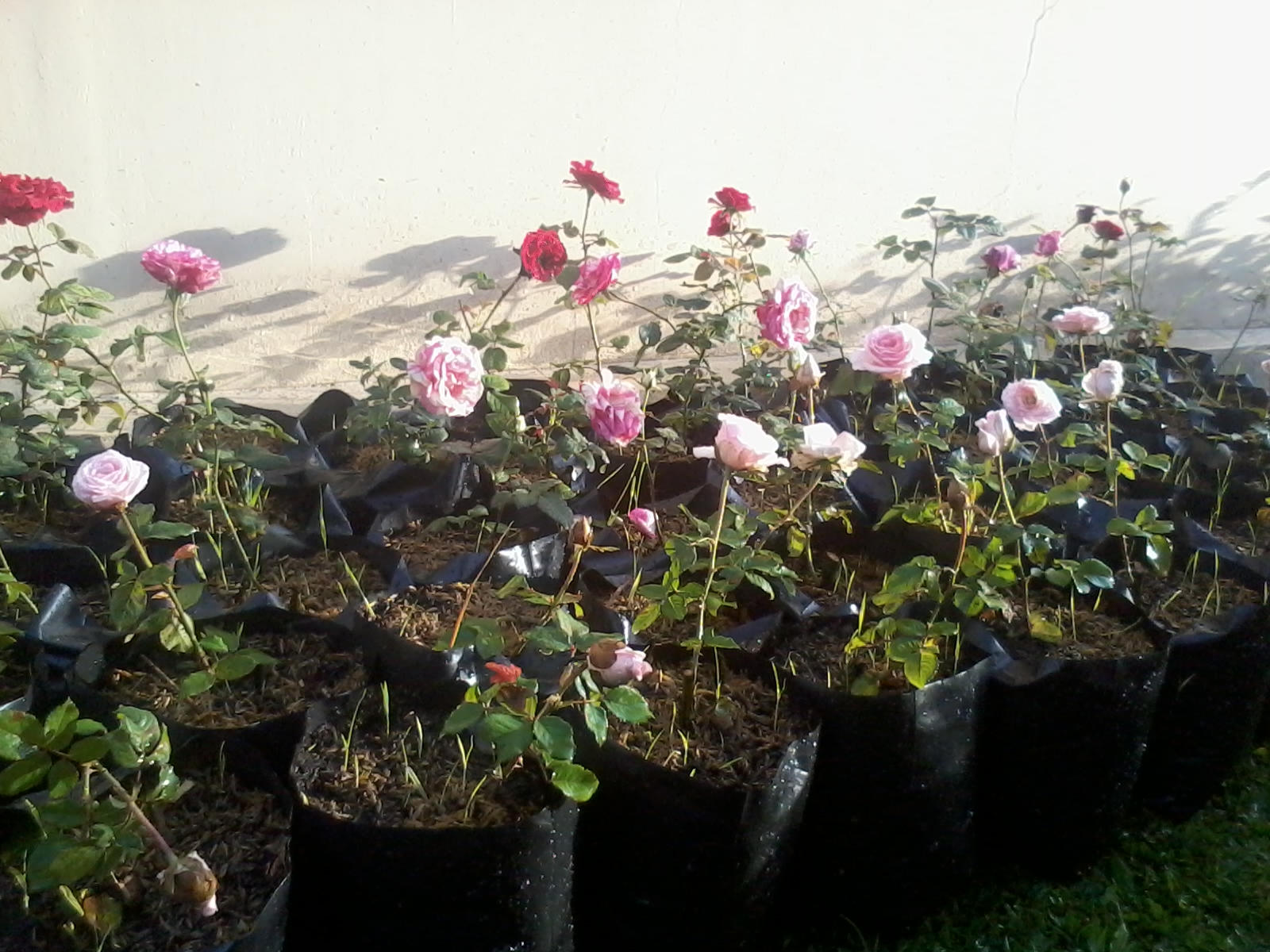 Cara menanam bunga mawar juga tergolong mudah dan mampu bertahan. Cara Menanam Dan Merawat Bunga Mawar Stek Dalam Pot Pertanian