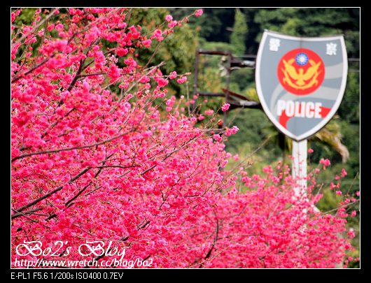 台中.后里-被艷麗櫻紅包圍的泰安派出所