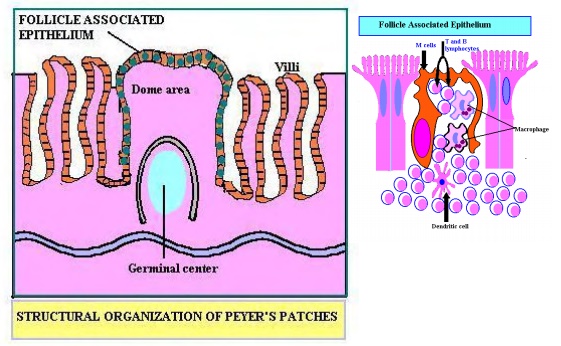 Das darmassoziierte lymphatische gewebe (darmassoziierte immunsystem) oder galt (von engl. Functions Of Malt Mucosa Associated Lymphoid Tissue And Galt