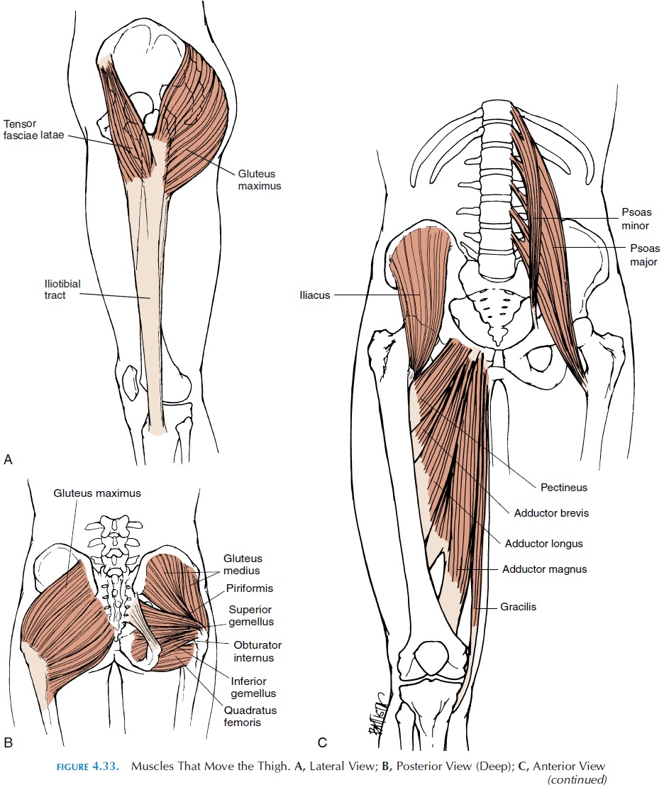 ٢٥ جمادى الأولى ١٤٤٣ هـ. Muscles Of The Lower Limb Origin And Insertion Of Muscles