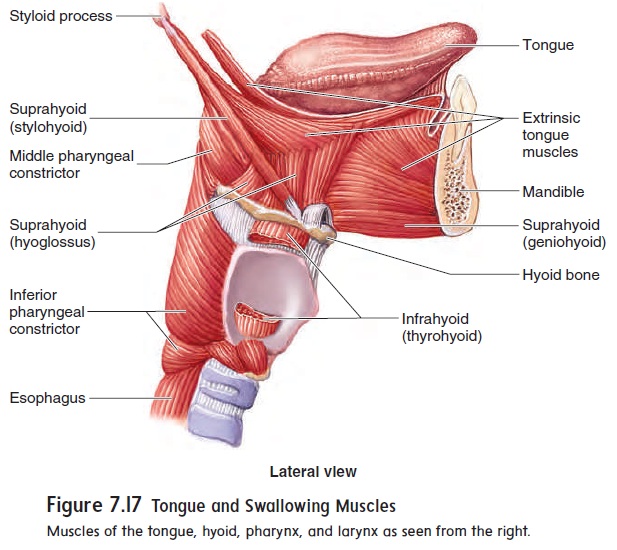 ٢٣ ذو القعدة ١٤٤١ هـ. Muscles Of The Head And Neck