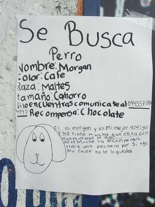 Aprende con este dibujo de perrito paso a paso Esta niÃ±a dibujÃ³ a su perro en un cartel para encontrarlo