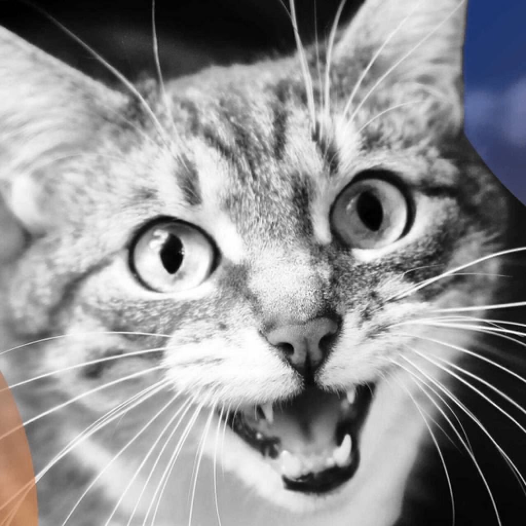 Can AI Crack the Cat Code? Baidu Thinks So – Decrypt