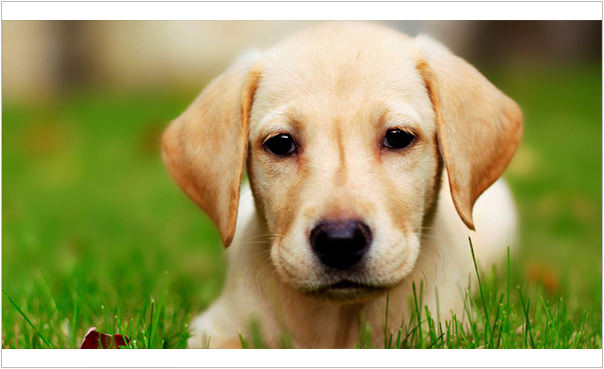 《生活》狂犬病是什麼?!全台擴散狂犬病疫情‧Q&A狂犬病懶人包 《生活》狂犬病是什麼?!全台擴散狂犬病疫情‧Q&A狂犬病懶人包