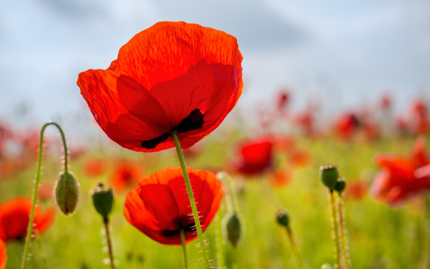 Bei leichten infektionen können sie als einzige beschwerden erscheinen, stärker ausgeprägte blasenentzündungen sind meistens mit weiteren symptomen verbunden. Klatschmohn â Die 10 besten Pflege- und Pflanztipps