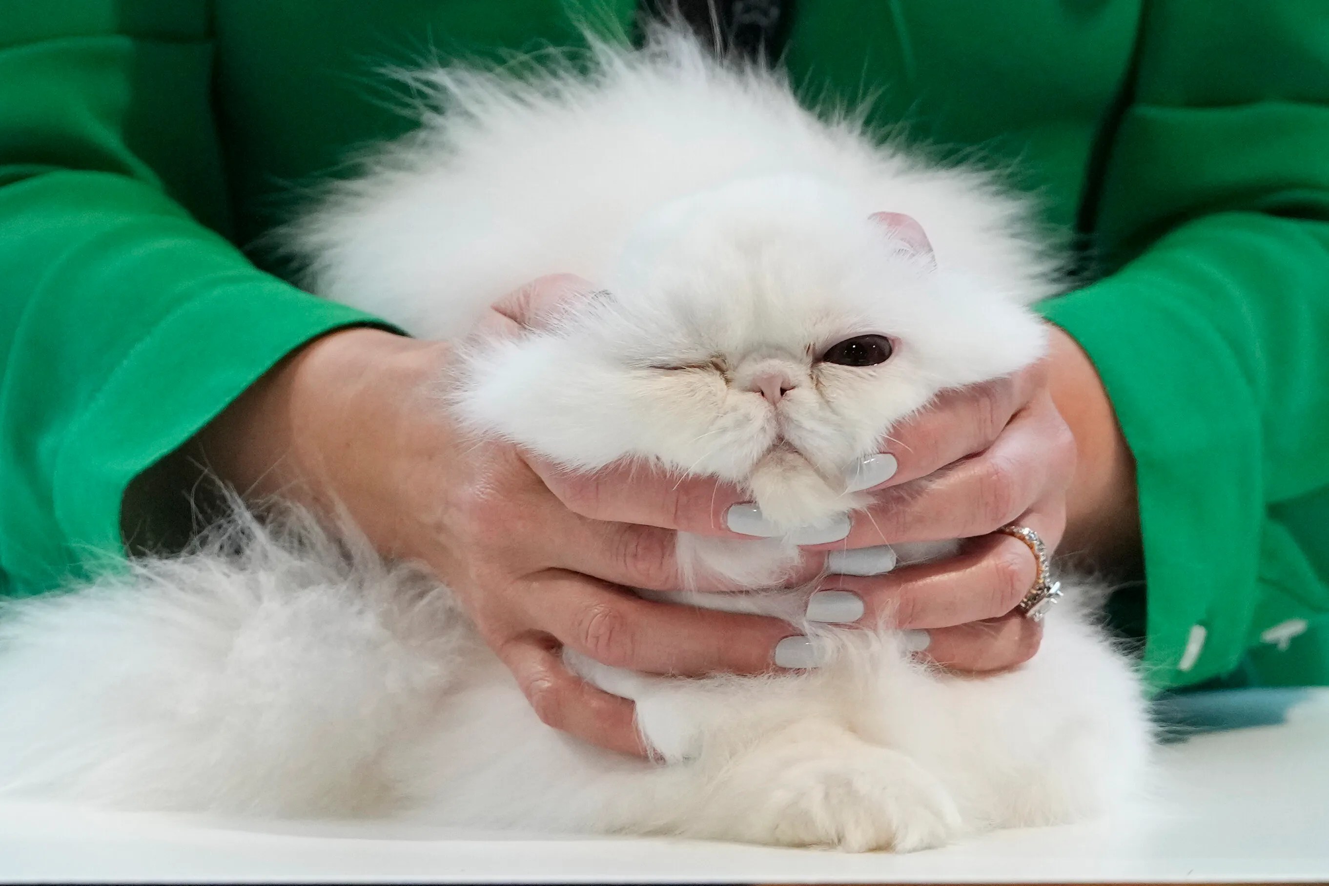 The Heartwarming Reason Your Cat Follows You To The Bathroom