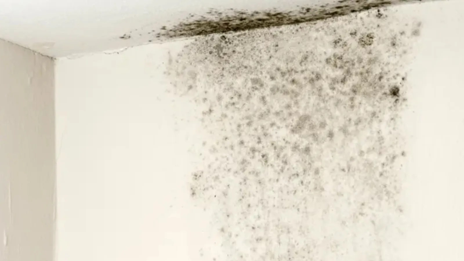 So THAT’s Why Mould Always Comes Back