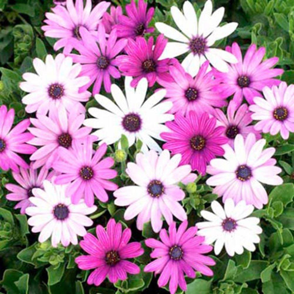 Add them to a favorite container and watch your flower bulb gift grow. Buy 35pcs Pink African Daisy Osteospermum Ecklonis Plant Flower Garden Rare Seeds At Affordable Prices Free Shipping Real Reviews With Photos Joom
