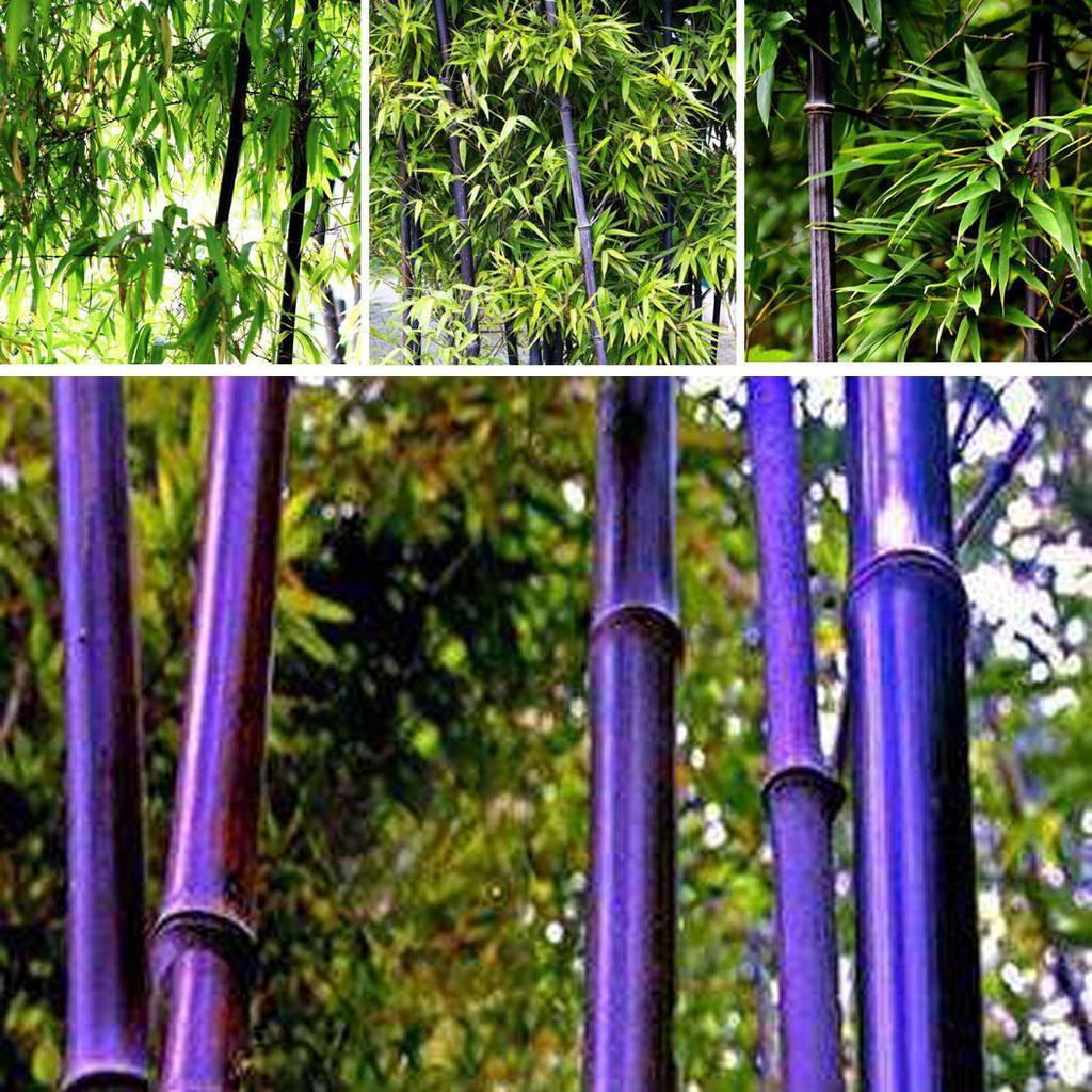 Clumping bamboo like its name suggests, forms tight clumps and don't extend more than a few feet away from where they were planted. Buy Purple Bamboo Subtropics Courtyard Bonsai Plants Seeds At Affordable Prices Free Shipping Real Reviews With Photos Joom