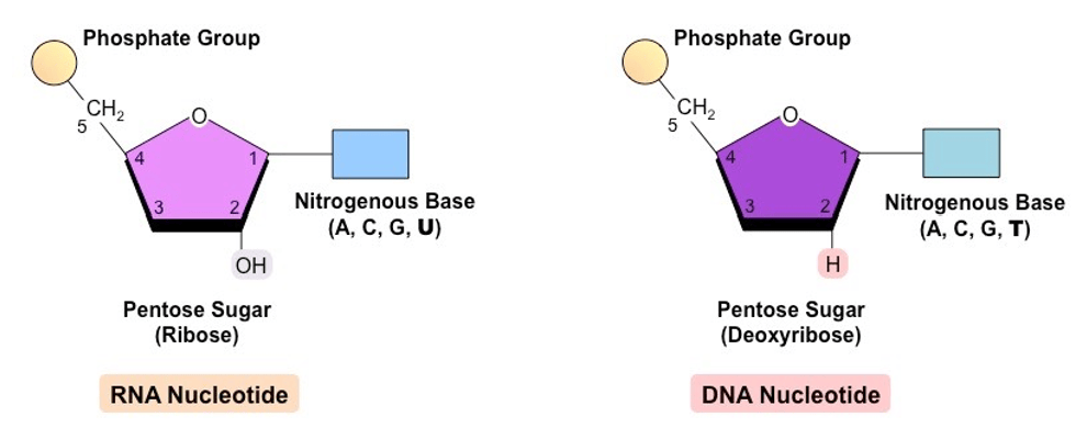 A diagram of a structureDescription automatically generated