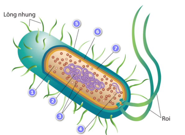 A diagram of a cellDescription automatically generated