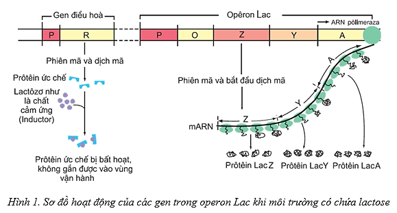 A diagram of a protein structureDescription automatically generated