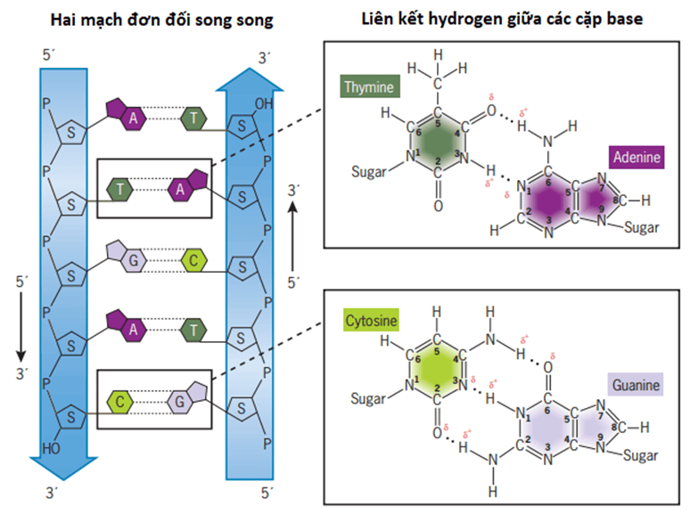 A diagram of a chemical structureDescription automatically generated