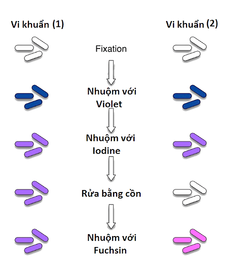 A diagram of different colored cellsDescription automatically generated