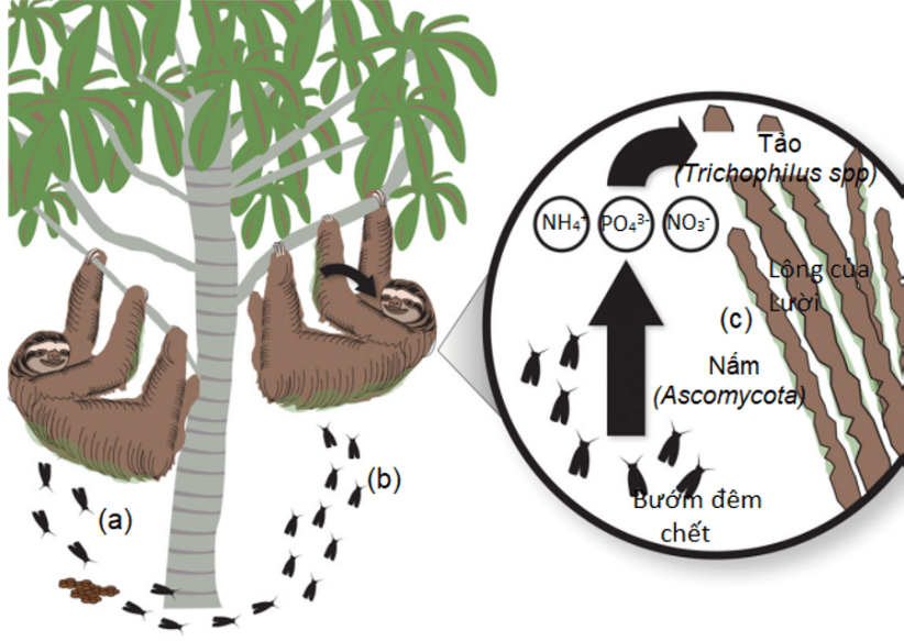 A diagram of a tree with a diagram of a slothDescription automatically generated with medium confidence