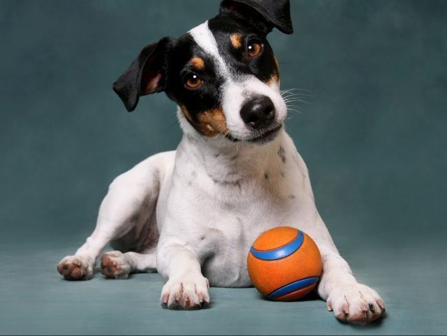 Por exemplo se uma criança está chorando e uma pessoa vem correndo e pisoteia o filhote que está no caminho, ele pode passar a ter horror do som . Descubra quais os brinquedos preferidos do seu cachorro