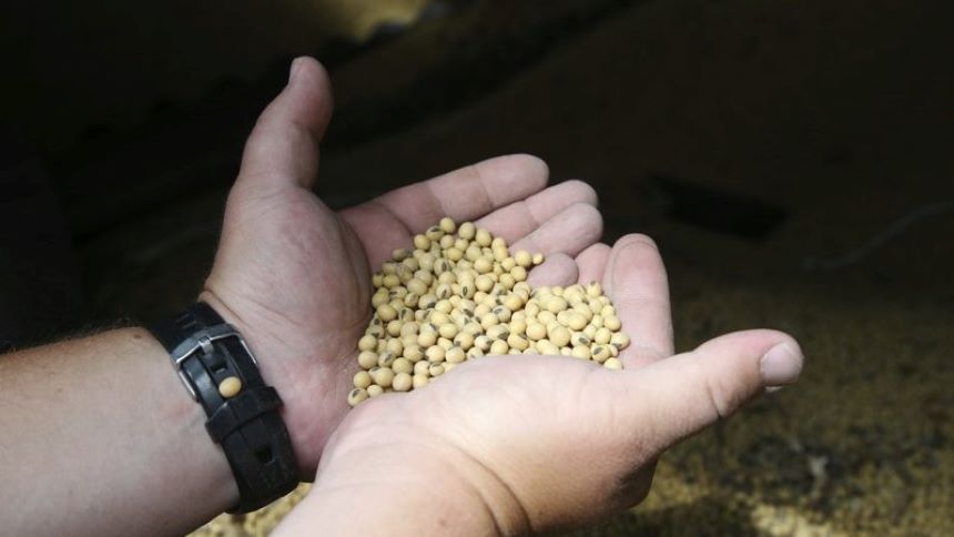 大豆作物示意圖(AP/美聯社)