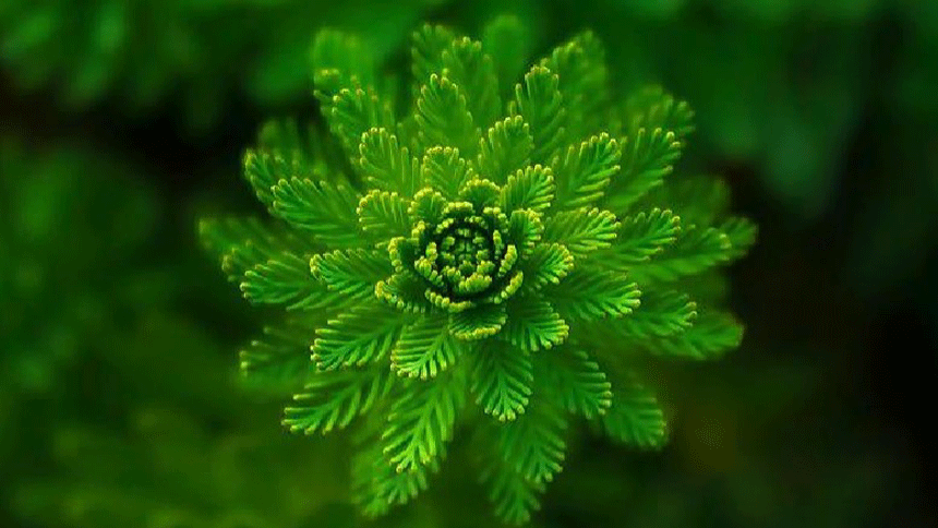 植物（pixabay）