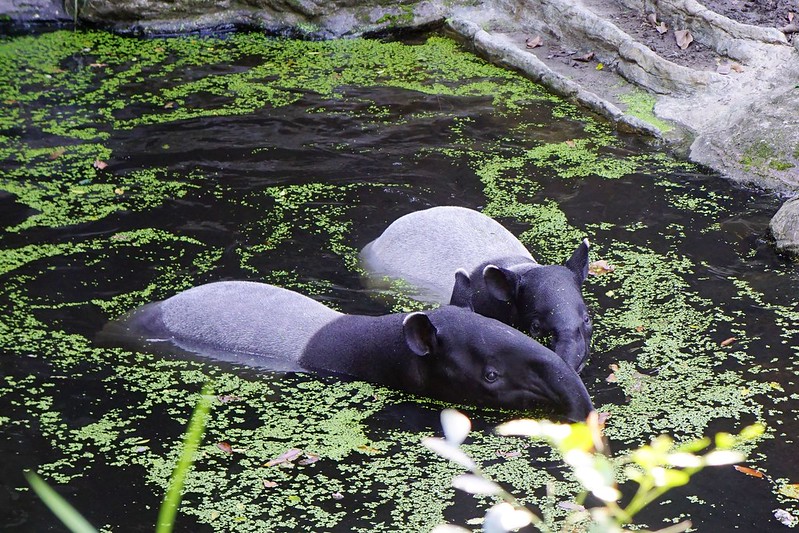 【台北市立動物園|木柵動物園】熱帶雨林區