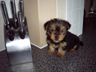 The seattle barkery is a food. Homemade Dog Food Recipes Thriftyfun