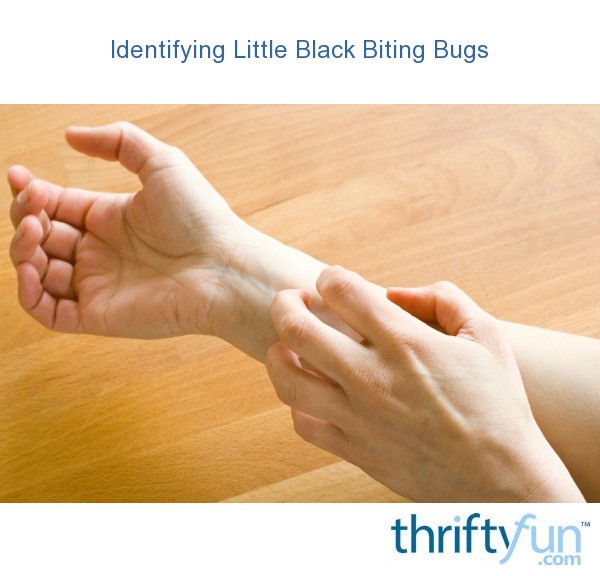 Despite their name, they can live practically anywhere, like on b. Identifying Little Black Biting Bugs | ThriftyFun