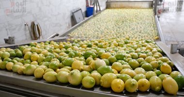 الموالح تتصدر قائمة الصادرات الزراعية بـ1.64 مليون طن بقيمة 831 مليون دولار الموالح تتصدر قائمة الصادرات الزراعية بـ1.64 مليون طن بقيمة 831 مليون دولار