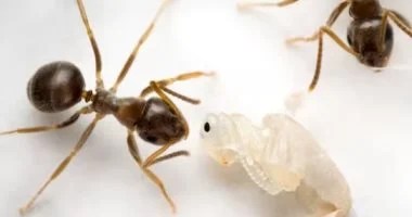 وصفات طبيعية لطرد النمل من المنزل.. خطواتها سهلة ونتيجتها آمنة