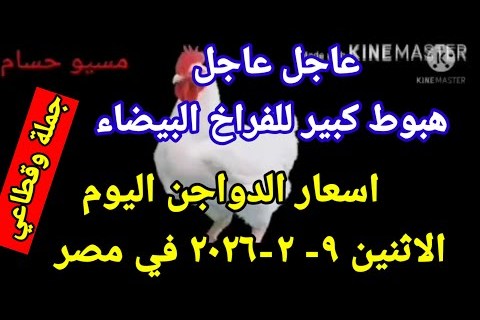 هبوط أسعار الفراخ اليوم 9 فبراير 2026: تحليل بورصة الدواجن والأسواق المحلية