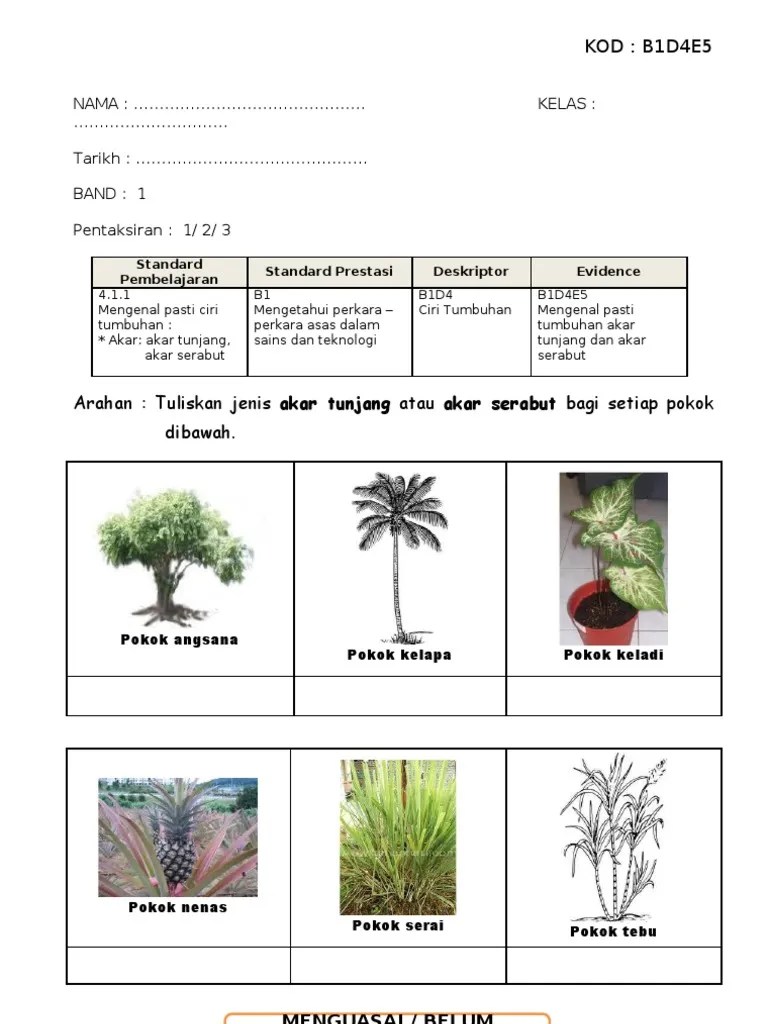 Tercepat Akar Tunjang