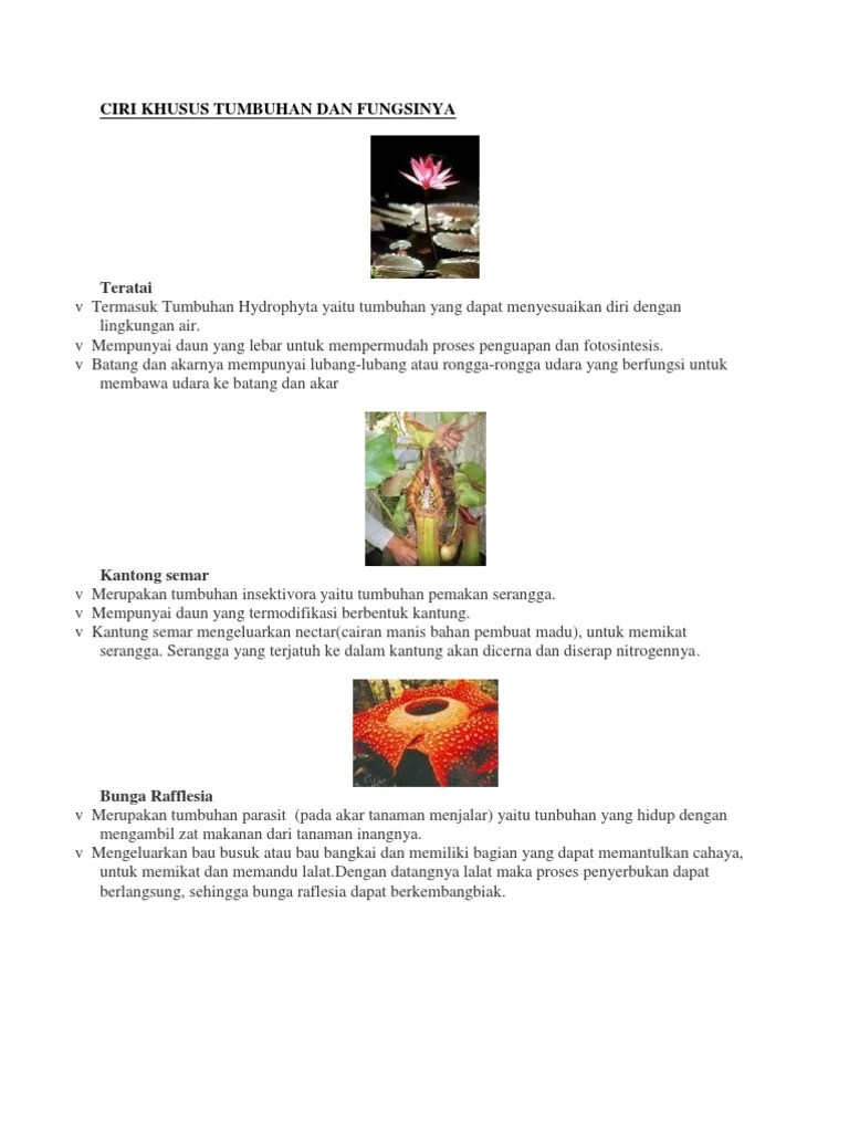 Tumbuhan insektivora (tumbuhan pemakan serangga). Ciri Khusus Tumbuhan Dan Fungsinya Pdf