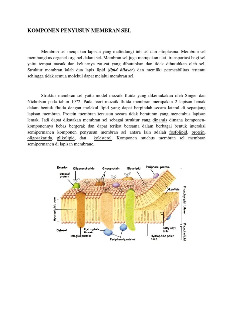 Komponen Penyusun Membran Sel