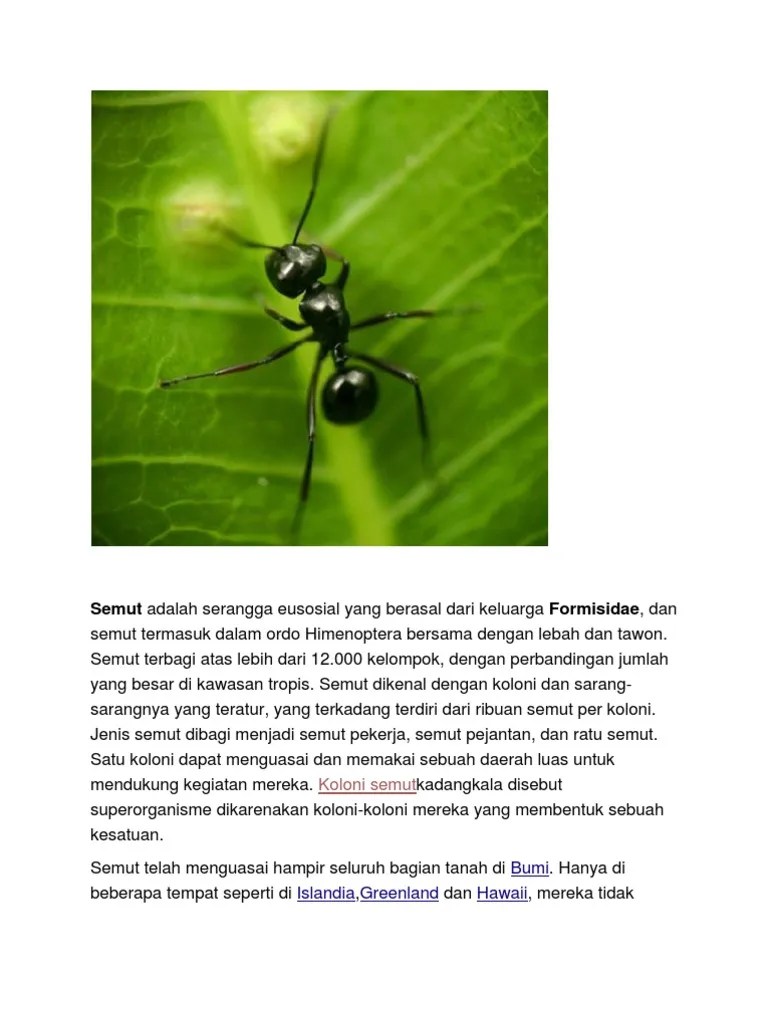 Semut | PDF