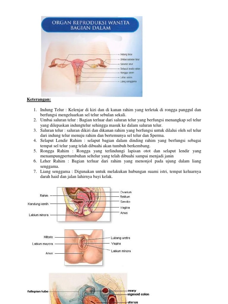 Gambar Reproduksi Wanita | PDF