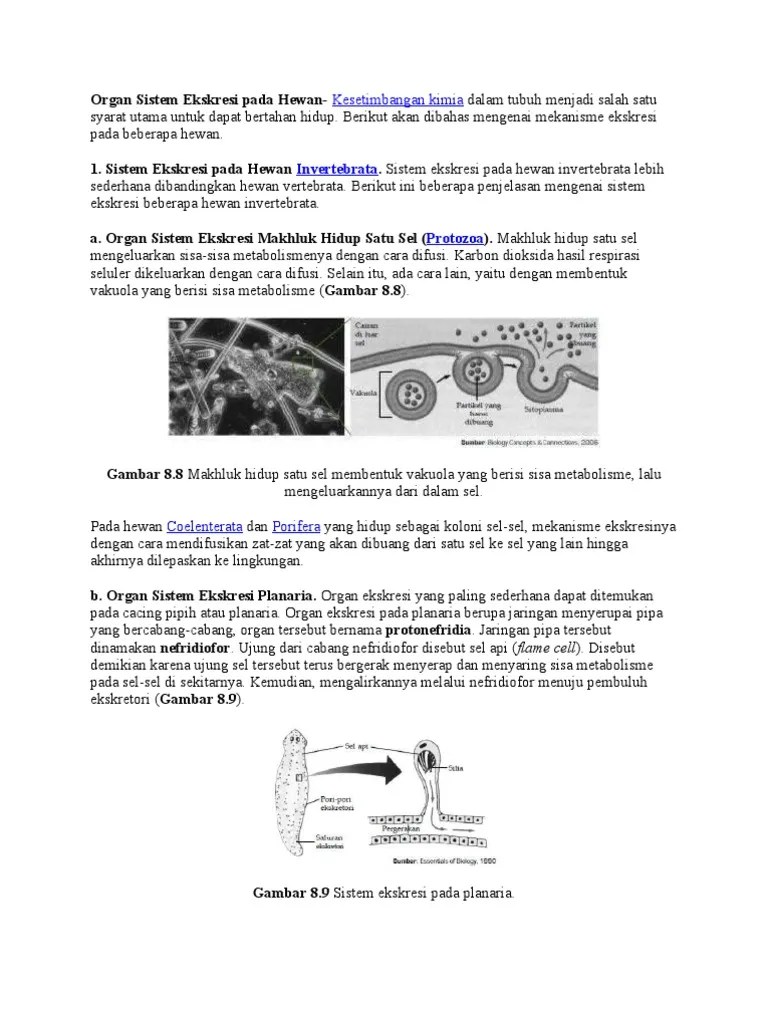 Organ Sistem Ekskresi Pada Hewan