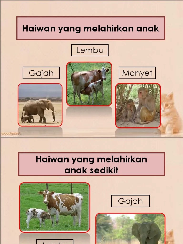 Manakah antara haiwan berikut mempunyai persamaan seperti gambar diatas? Haiwan Bertelur Sedikit Bradyndsx