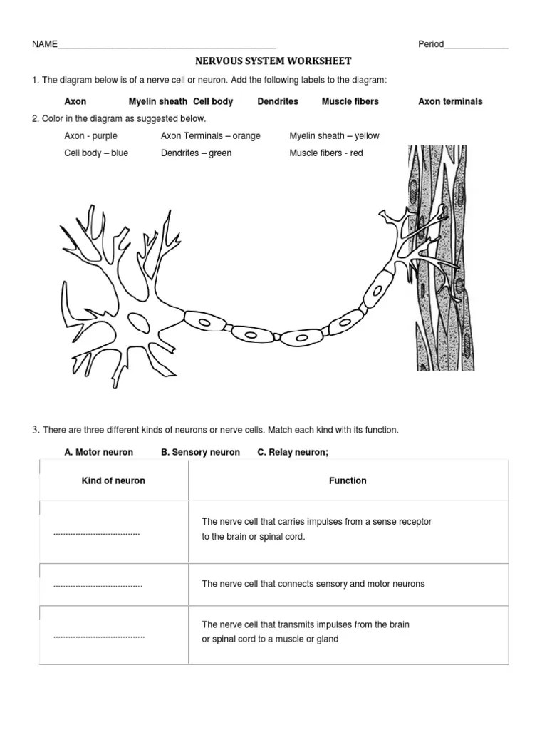 nervous system worksheet neuron nerve