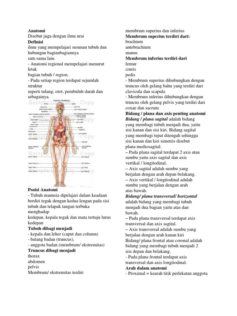 Istilah Anatomi 2 | PDF