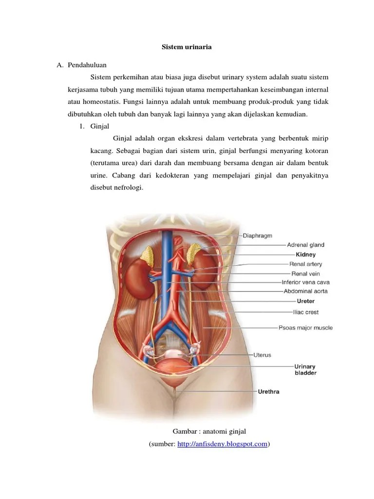 Transport des urins infree pdf ebooks user&#x27;s guide, manuals, sheets about jurnal sistem urinaria pdf ready for download. Jurnal Sistem Urinaria Https Media Neliti Com Media Publications 132907 Id None Pdf Besar Dan Berat Ginjal Sangat Bervariasi Clovis Burger