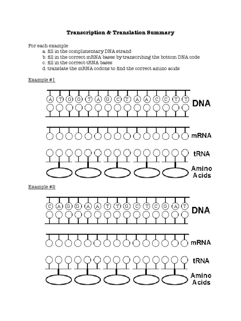 Mrna is made during (transcription/translation). Transcription And Translation Worksheet 2 Pdf Translation Biology Genetic Code