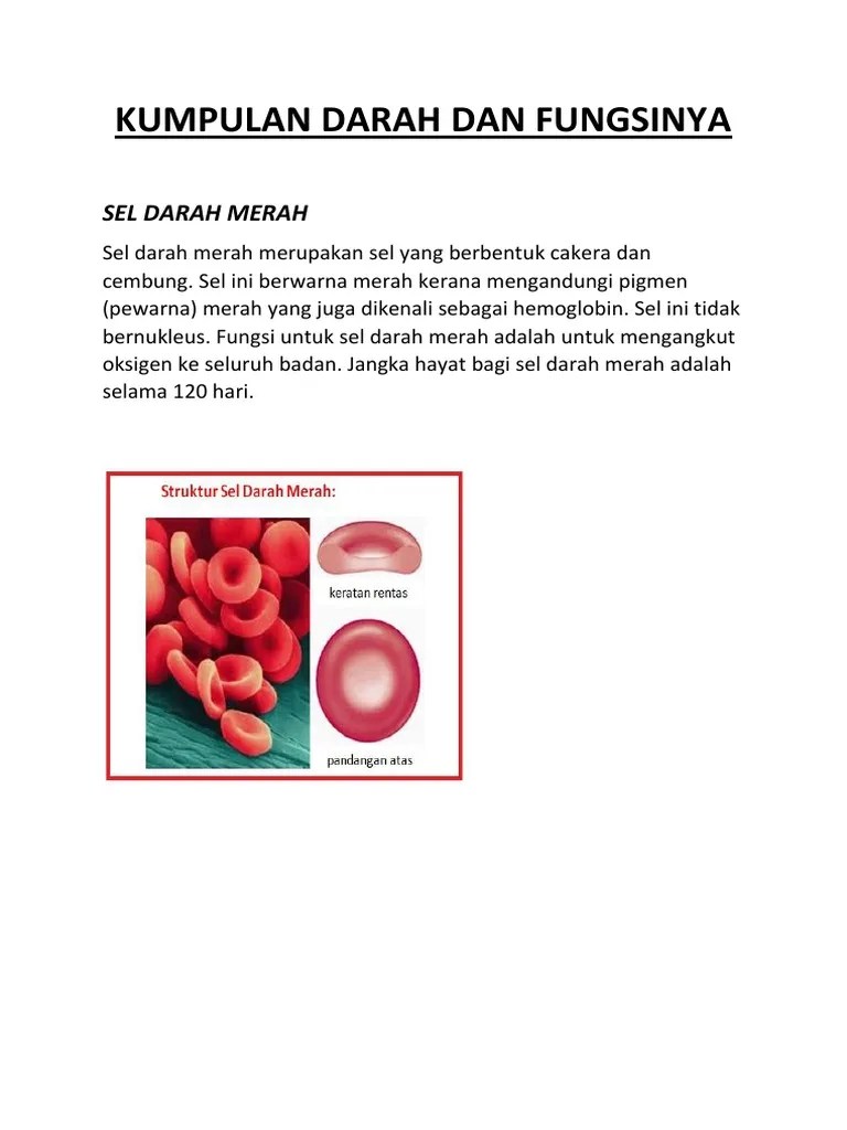 Fungsi Sel Darah Putih Sains