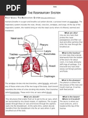Webmd shares the facts so you can be as healthy as possible. Respiratory System Answer Key Pdf Respiratory Tract Lung