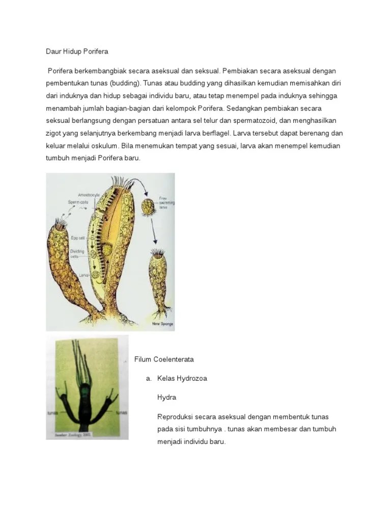 Daur Hidup Porifera | PDF