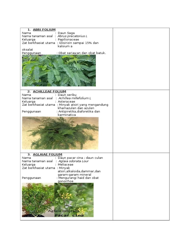 Nama Simplisia Daun Sirsak