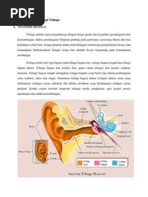 Anatomi Dan Fisiologi Telinga | PDF