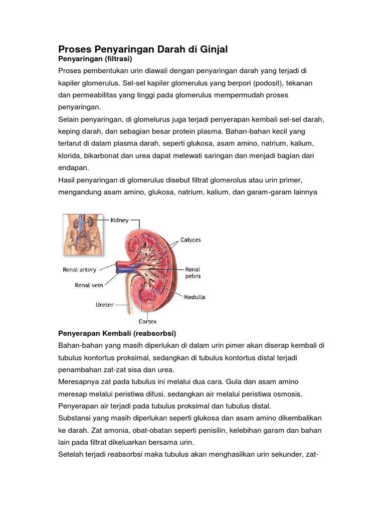 Urea yang keluar dari hati melalui darah ke ginjal disaring oleh bagian ginjal, yaitu. Proses Penyaringan Darah Di Ginjal Pdf
