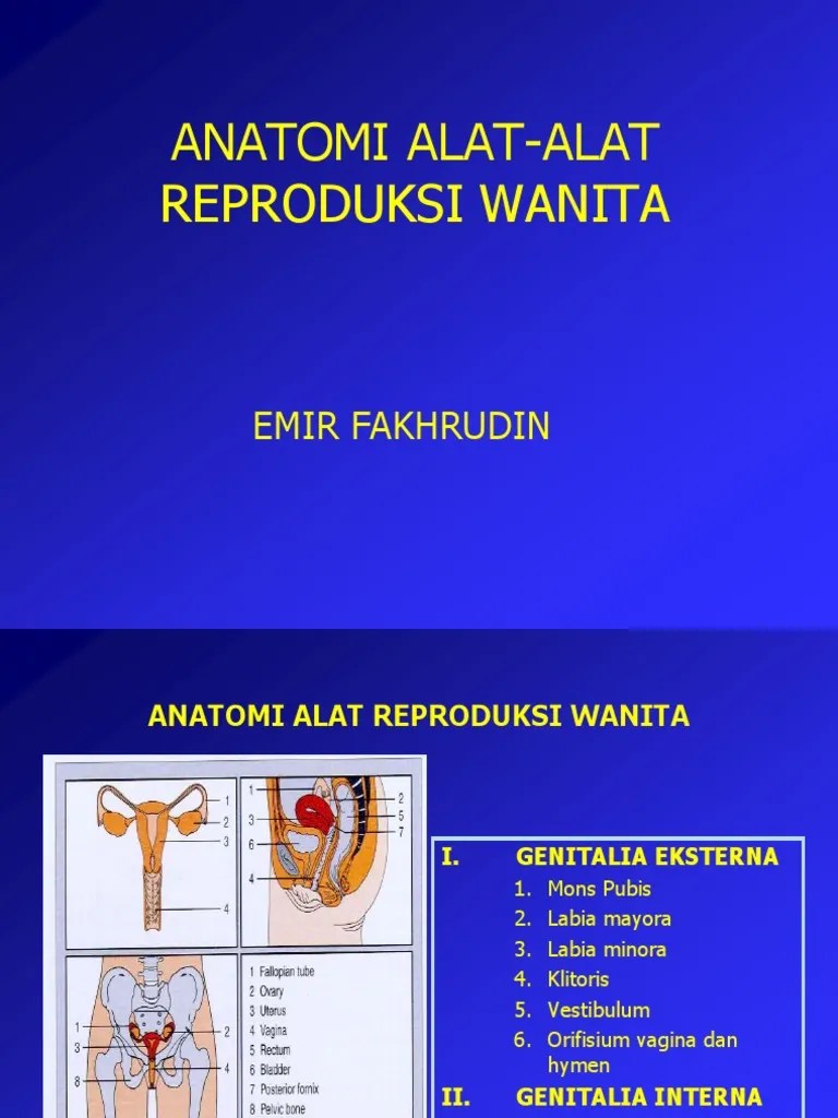 Anatomi Genitalia Eksterna Dan Interna | PDF