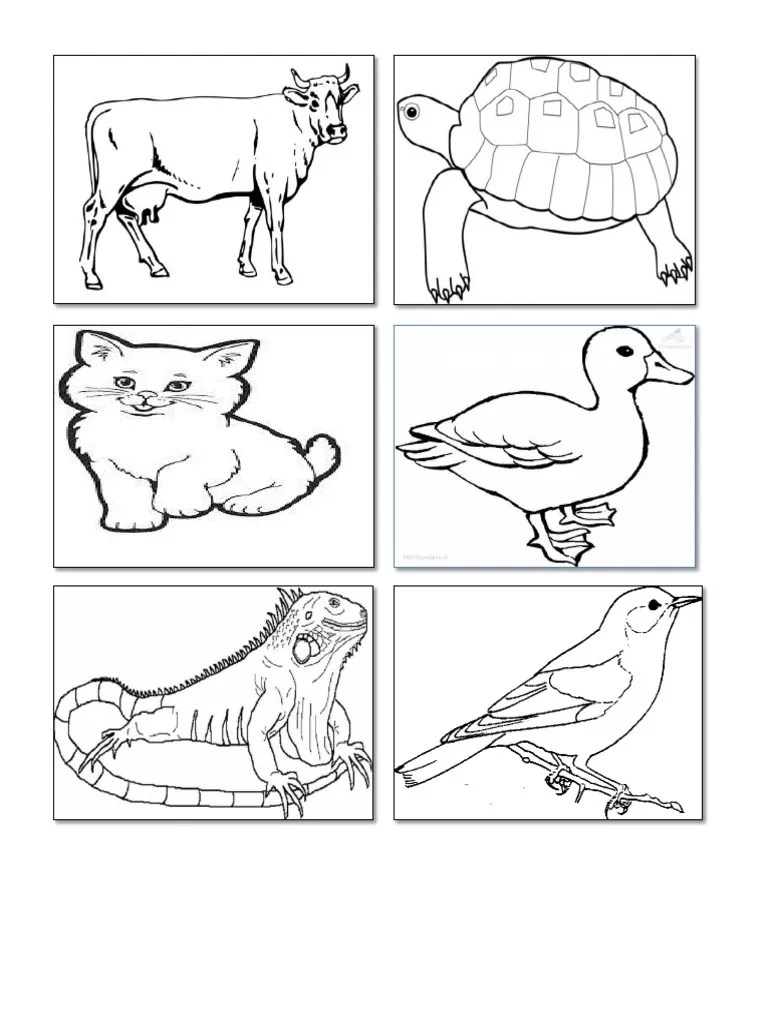 Gambar Binatang Hitam Putih – Kami